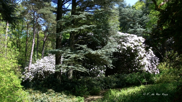 Bois des Moutiers (365) Mai 2012